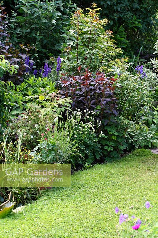 Mixed border in the back garden including Lysimachia ciliata 'Firecracker', Rosa, Astilbe, Astrantia, Cistus, Epimedium, Iris, Aconitum and Geranium - The Lizard, Wymondham, Norfolk