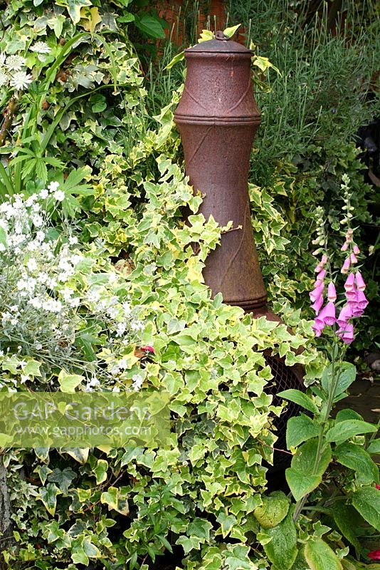 Rusted Chiminea on patio in back garden with Hedera and Digitalis - The Lizard, Wymondham, Norfolk