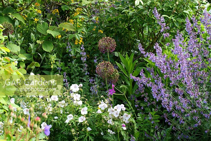 Mixed border in the back garden with Allium 'Purple Sensation' seedheads, Nepeta and Geranium - The Lizard, Wymondham, Norfolk