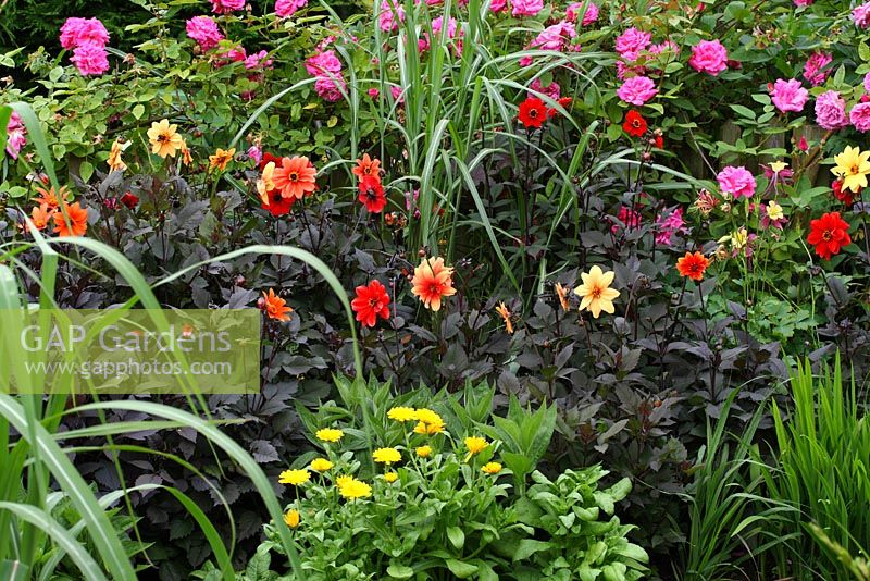 Hot border in front garden with Dahlia 'Bishop's Children' and Twyning's After Eight', Miscanthus sinensis 'Flamingo', Rosa 'Zephirine Drouhin' and Calendula - The Lizard, Wymondham, Norfolk