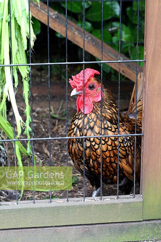 Reggie the rooster, a gold sebright bantam - The Lizard, Wymondham, Norfolk