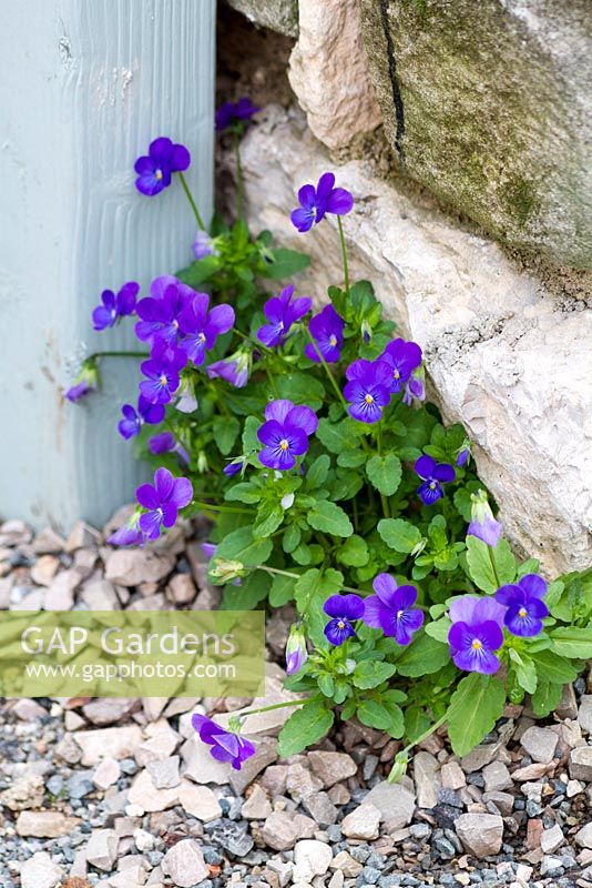 Viola Cornuta self-seeded in gravel crevice