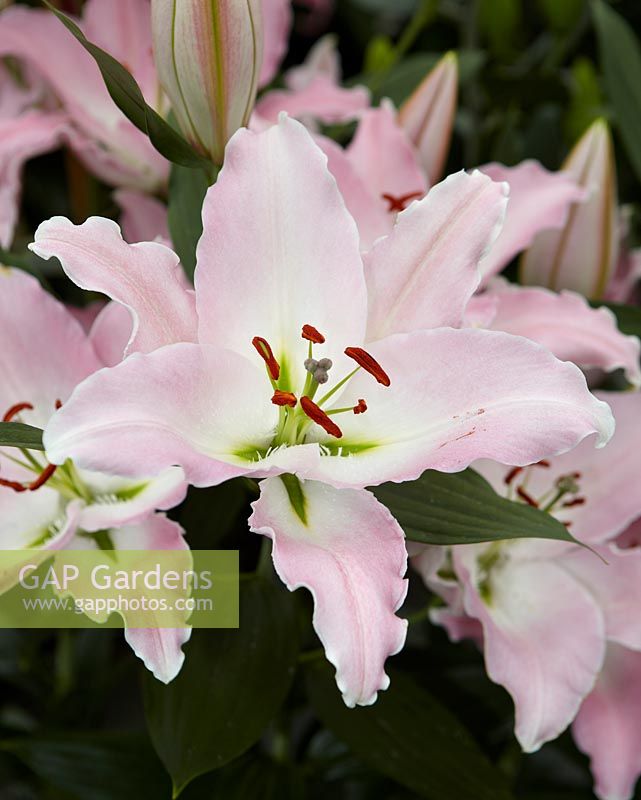 Lilium 'Gracia'