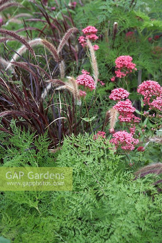 Details from 'Bridge Over Troubled Water'.  Hampton Court Flower Show 2012.  Planting shows Pennisetum setaceum 'Rubrum', valerian and feathery foliage.
