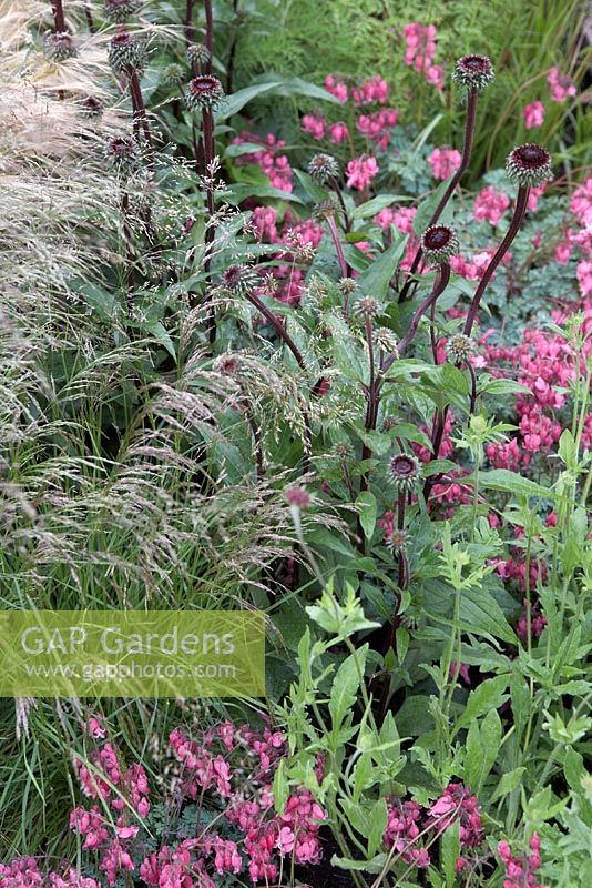 Details from 'Bridge Over Troubled Water'.  Hampton Court Flower Show 2012.  Planting shows Deschampsia cespitosa 'Pixie Fountain', Echinacea purpurea 'Fatal Attraction' and Dicentra 'King of Hearts'.