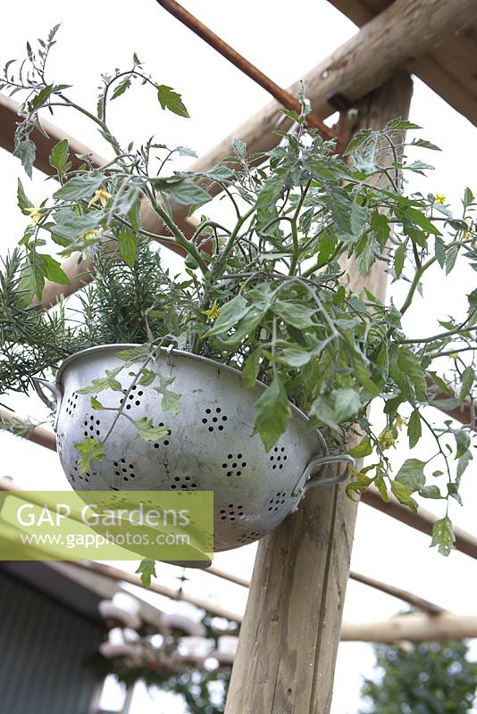 'Preserving the Community' - Silver medal winner - RHS Hampton Court Flower Show 2012. Colander hanging basket planted up with tomatoes and rosemary. 