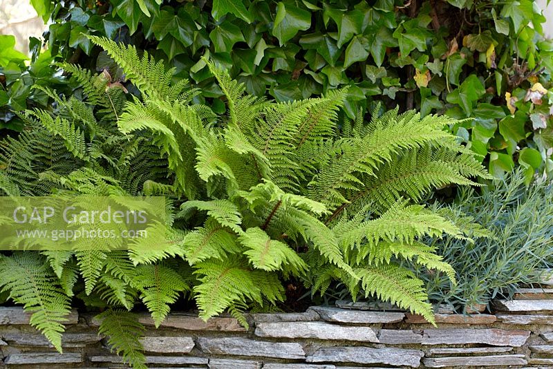 Polystichum setiferum 'Proliferum'