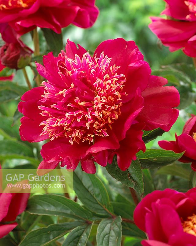 Paeonia 'Cuckoos Nest'