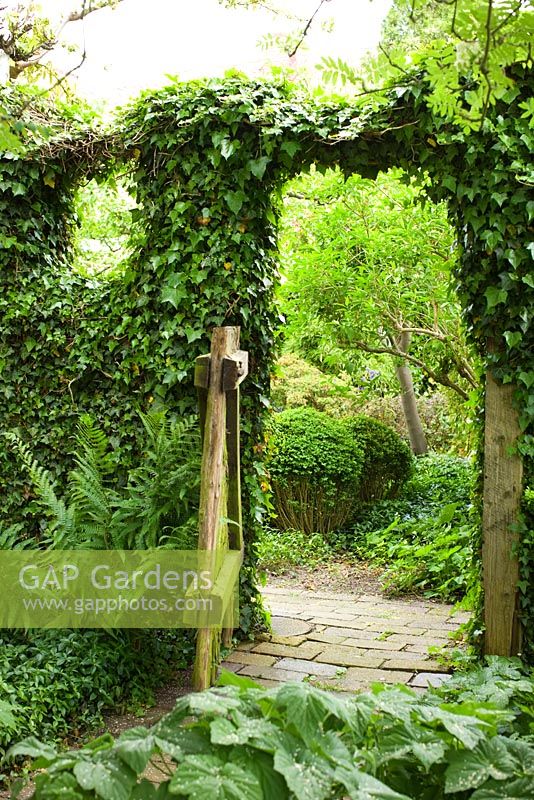 Ivy growing over gateway and wooden fence. Path made from old recycled bricks