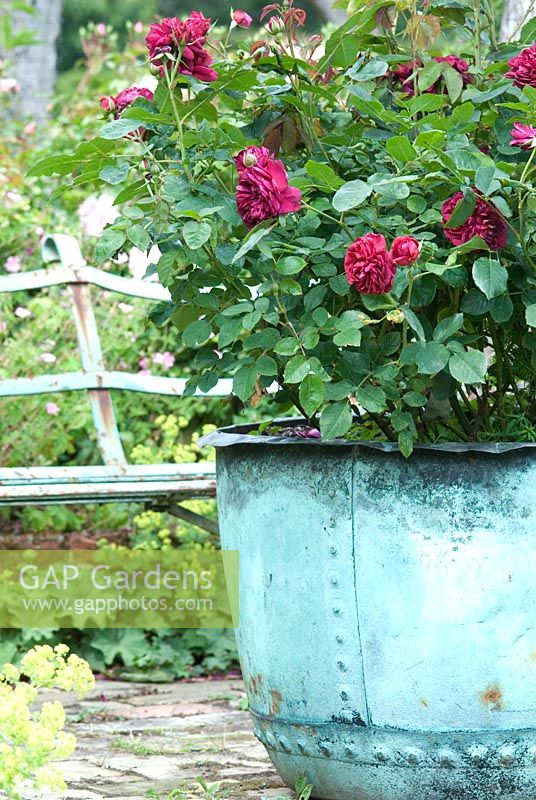 Rosa 'Darcy Bussell' in an old copper boiler turned garden planter in the old pig sty, June