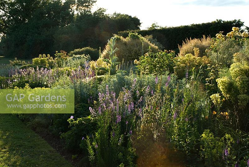 The big blue and yellow border against a yew hedge with Linaria, Alchemilla mollis, Nigella damascena -(Love-in-a-mist), Rosa 'Graham Thomas', Artemisia. Geraniums, Euphobia and Onopordum acanthium. Evening light at Wood Farm, June