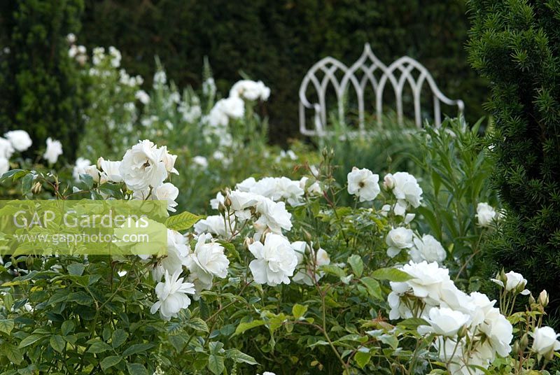 The White Garden at Wood Farm with Rosa 'Iceberg' and a white metal Strawberry Gothic bench by the Taxus baccata - Yew hedge, June