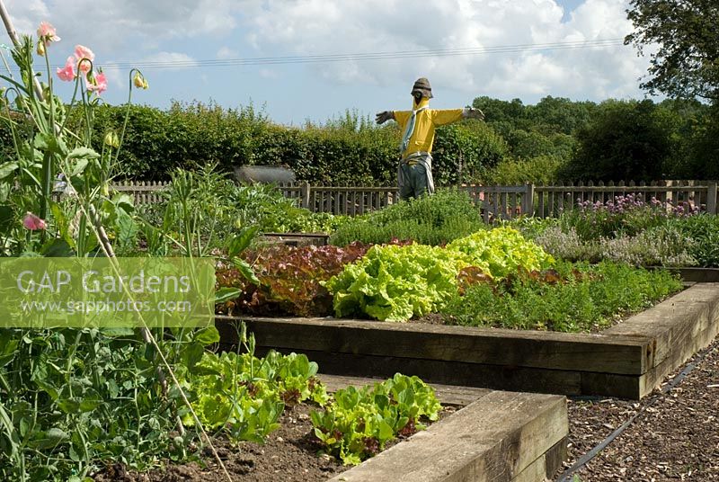 Scarecrow in the vegetable garden with raised beds full of Lathyrus - Sweet Peas, herbs and lettuces at Wood Farm, June
