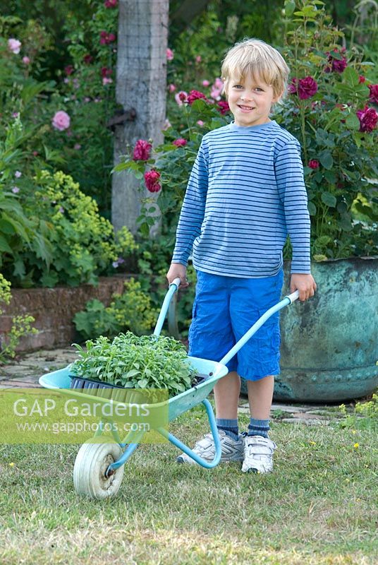 Boy with wheelbarrow and annuals ready for planting at Wood Farm, June