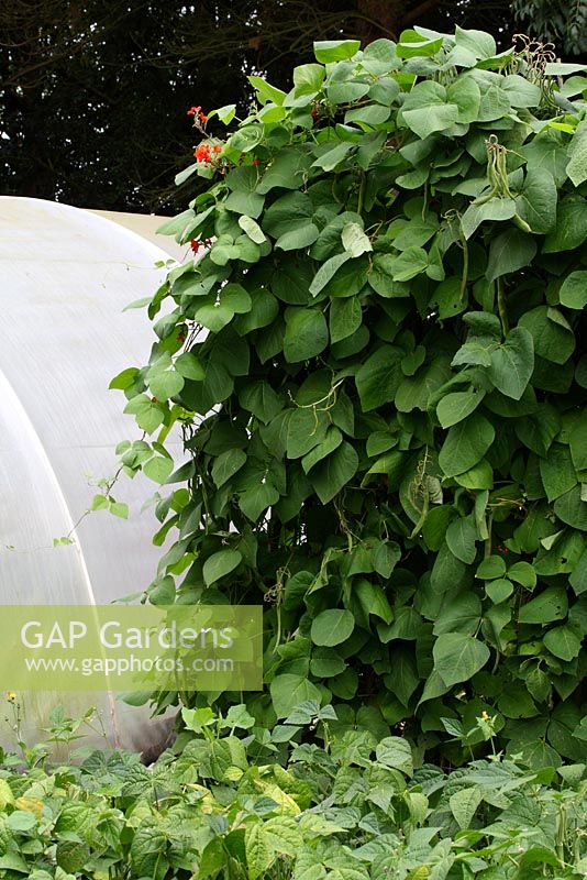 Vegetable garden and polytunnel where the vegetables for selling on the stall are grown - Cavick House Farm, Norfolk