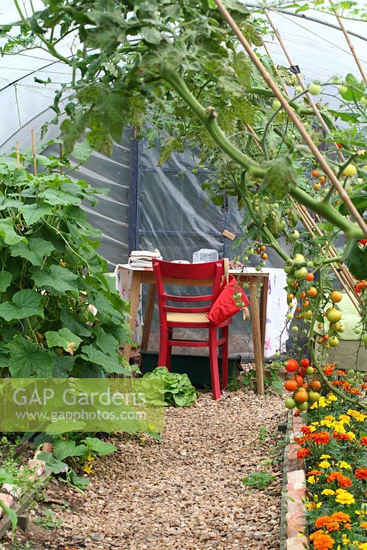 Tomatoes and cucumbers growing in the polytunnel, bed edged with French marigolds - Cavick House Farm, Norfolk
