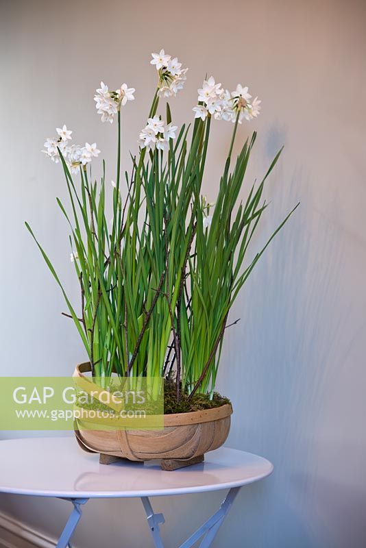 Narcissus 'paperwhite grandiflora' in container - by GAP Photos - GAP ...