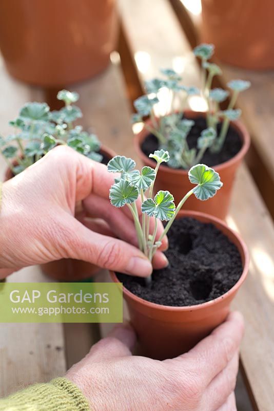 step by step - taking Pelargonium sidoides  cuttings and repotting - placing new cutting into pot 