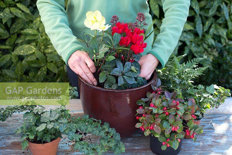 Step by step - creating decorative winter container - adding plants 