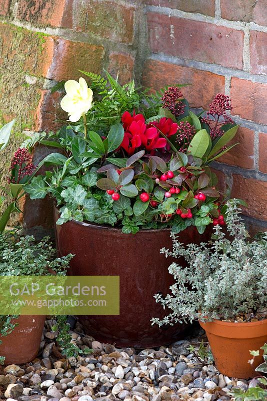 Step by step - creating decorative winter container - finished container in garden 