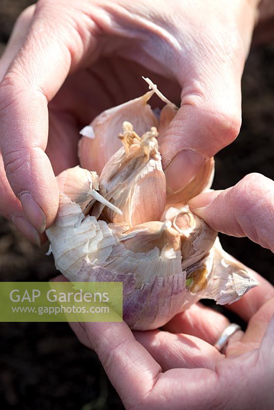 Step by step - planting garlic 'early purple wight' in raised bed - Pulling bulb apart to separate cloves