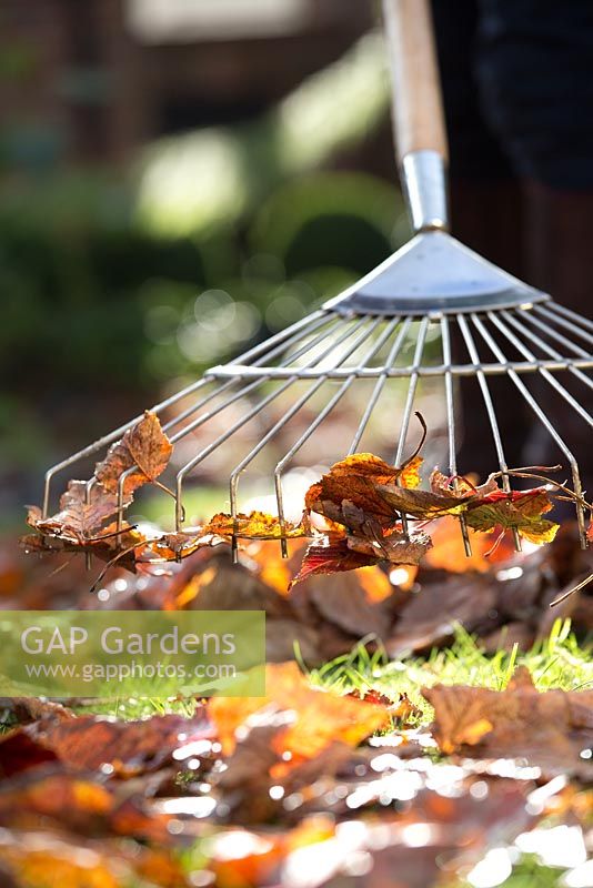 Step by step raking and collecting autumn leaves