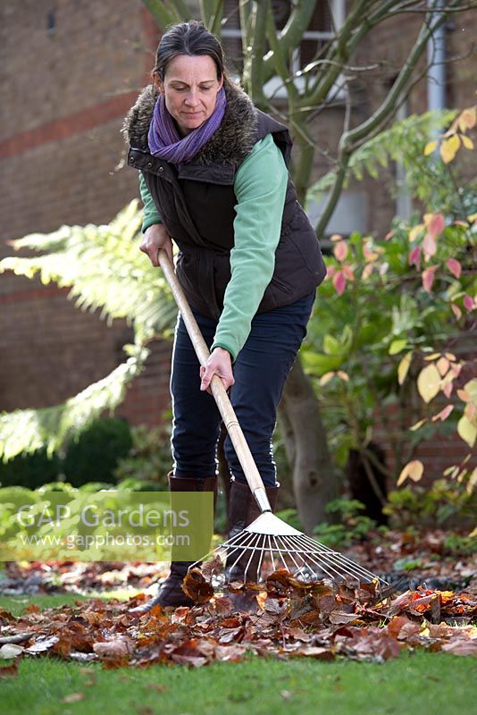 Step by step raking and collecting autumn leaves