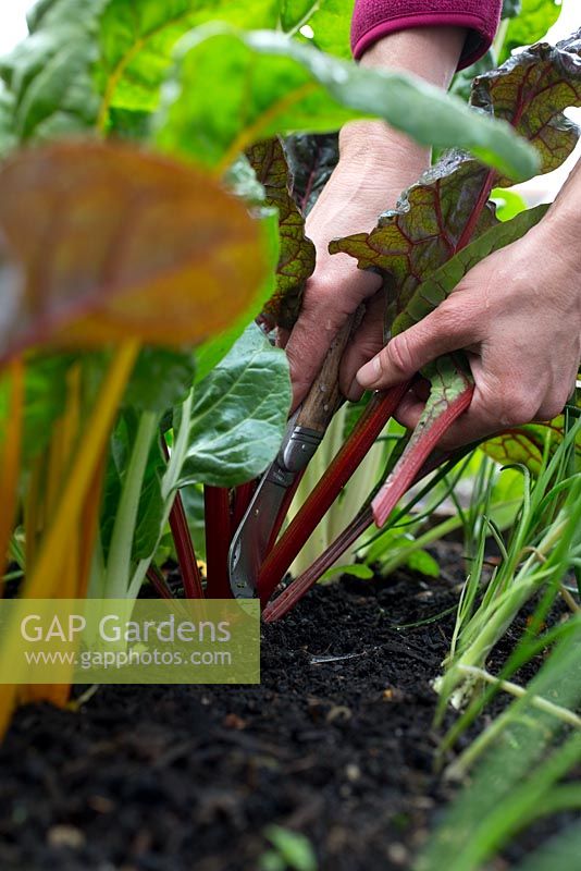 Step by step growing Swiss Chard 'Bright Lights' - harvesting 