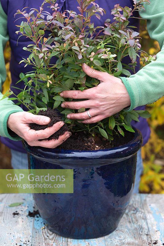 Blueberry 'Sunshine Blue' - planting in container 