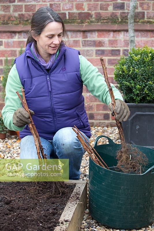 Planting Bare Root Raspberry 'Glen Magna'