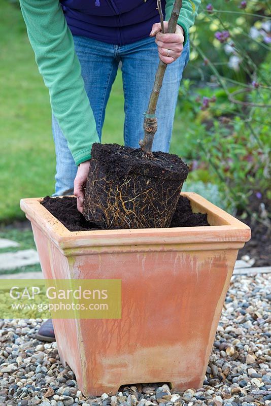 Planting Apple 'Egremont Russet' in container - lowering root ball into pot 