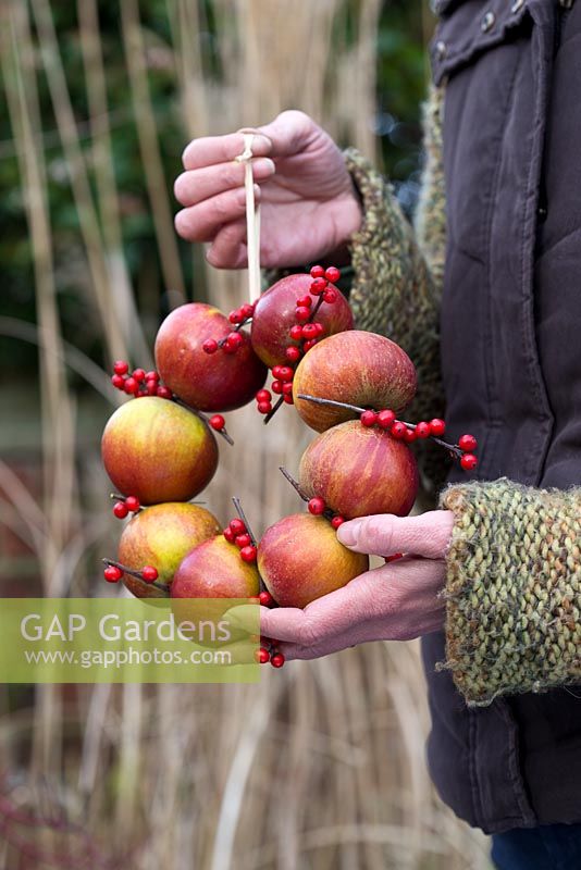 Step-by-step - Creating winter wreath using apples and holly berries - Malus and Ilex