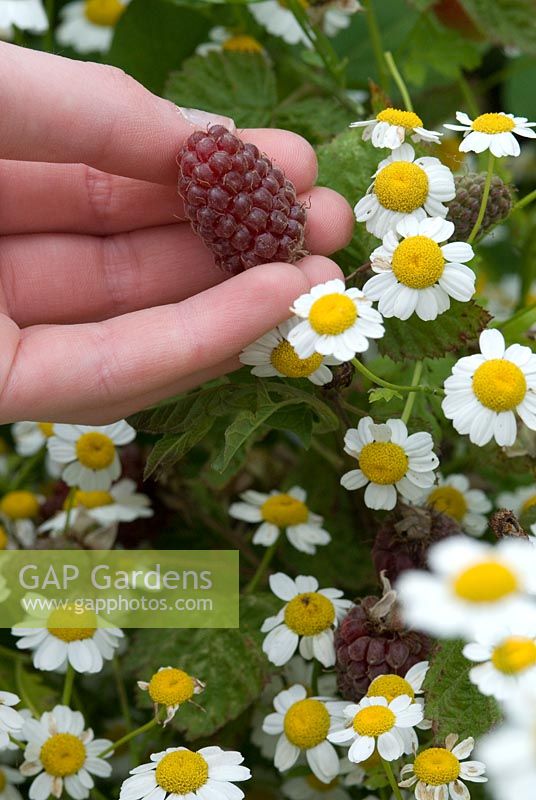 Girl's hand picking Rubus loganobaccus - Loganberry growing amongst Tanacetum parthenium - Feverfew in an organic garden, July. Gowan Cottage