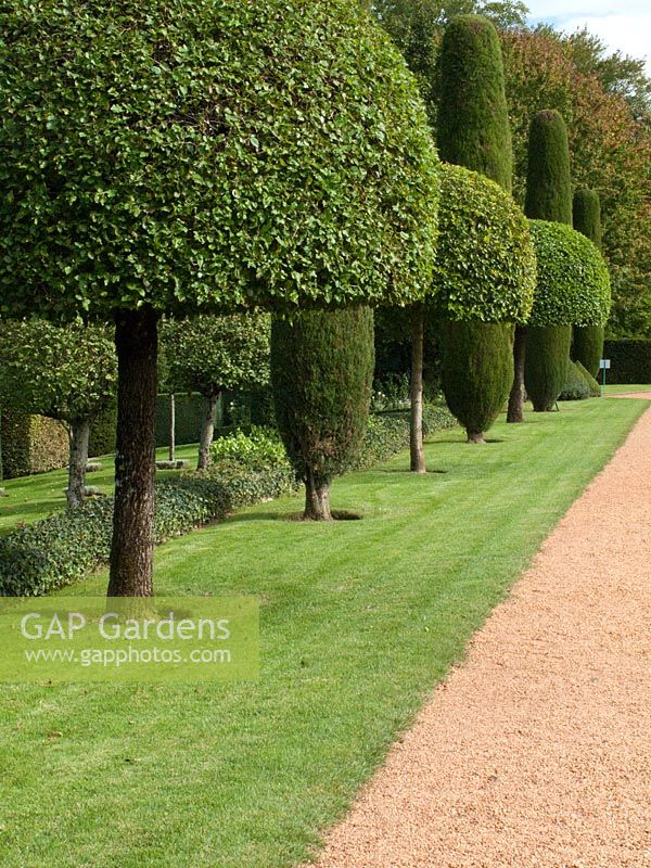 A line of clipped apple trees alternated with pencil pines, cupressa sempervirens stricta.   At Le Manoir d'Eyrignac, Dordogne, France.
