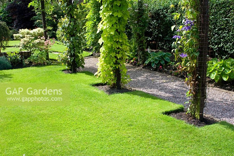 Gravel path leading through archway with Clematis 'The President', Humulus lupulus 'Aureus' - Golden hop and Vitis vinifera with adjacent border with Hosta and a well maintained lawn.