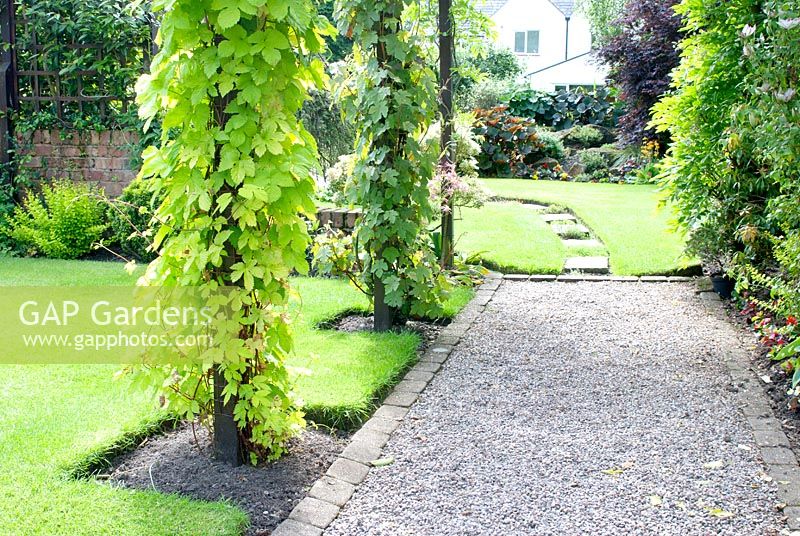 Mature garden with gravel path edged with pavers leading through archway with Humulus lupulus 'Aureus' - Golden hop, Vitis vinifera and Clematis and well maintained lawns 