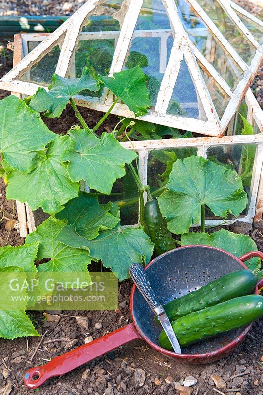 Outdoor ridge cucumbers scrambling out of victorian lantern cloche, two ripe cucumbers in kitchen colander