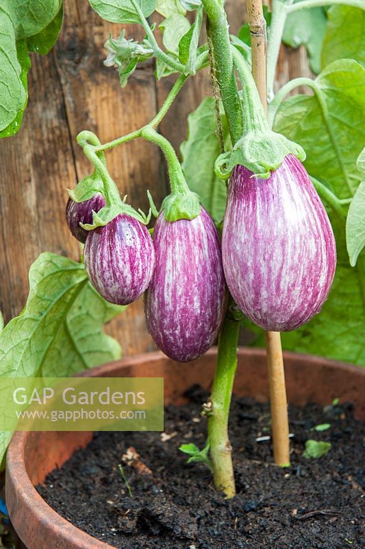 Pot grown greenhouse Aubergines, Calliope F1 Hybrid