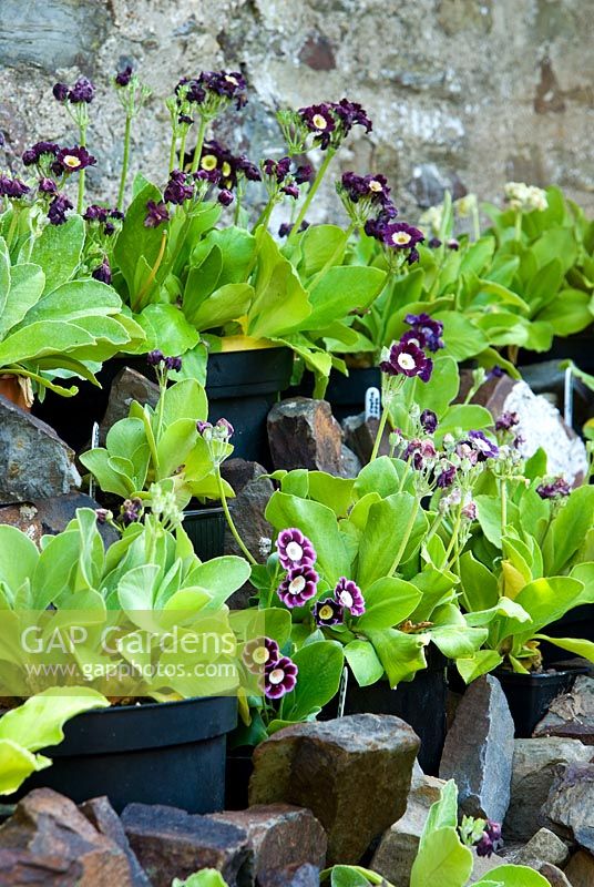 auricula theatre images