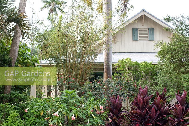 The Greeting Area is planted with Florida native plants including Cordyline fruticosa 'Red Bull' - Hawaiian Ti-Plant, Brug­mansia sp.'Angel's Trum­pet, and Heterocentron elegans - Spanish Shawl - McKee Botanical Garden, Vero Beach, Florida
