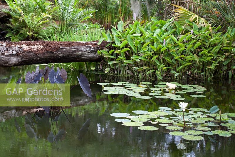 The Cafe Pond's planting combination of Nymphaea - Waterlilies, Colocasia esculenta 'Black Magic', and a fallen Pine bridge created during Hurricane Wilma in 2005 - McKee Botanical Garden, Vero Beach, Florida