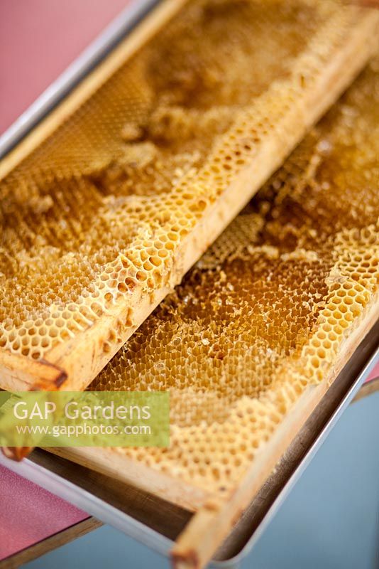 Honey preparation at Hollickwood School. Honeycomb on wooden frames