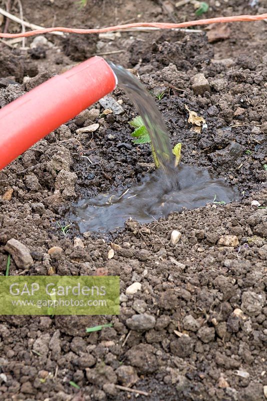 Planting cold stored Strawberries. Water in after planting