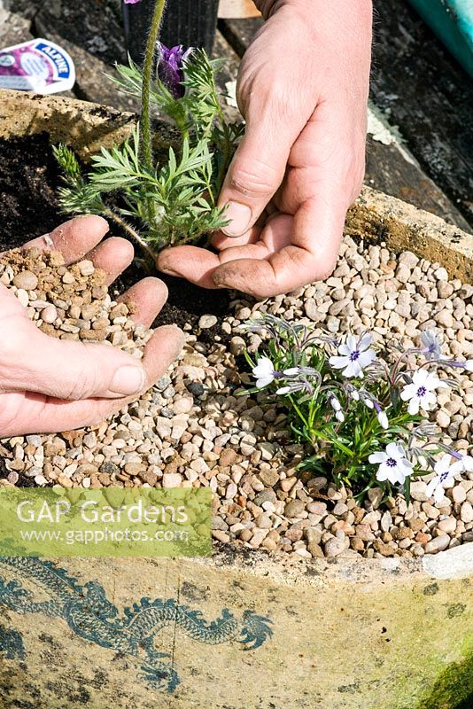 Planting a saggar container with alpine plants. Step 4. Add a top dressing of shingle 