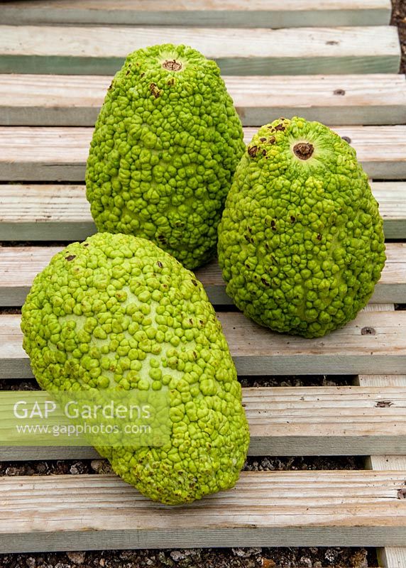 Blister gourd, Westdean gardens, Sussex