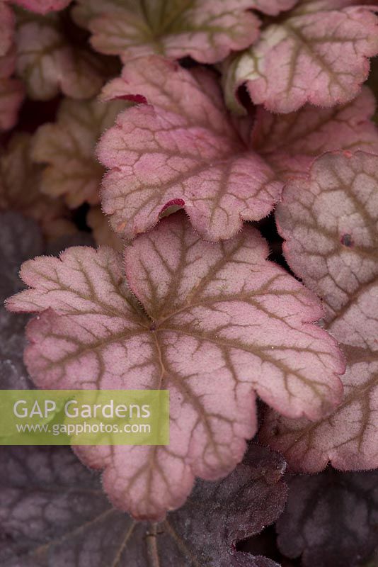 Heuchera 'Berry Smoothie'