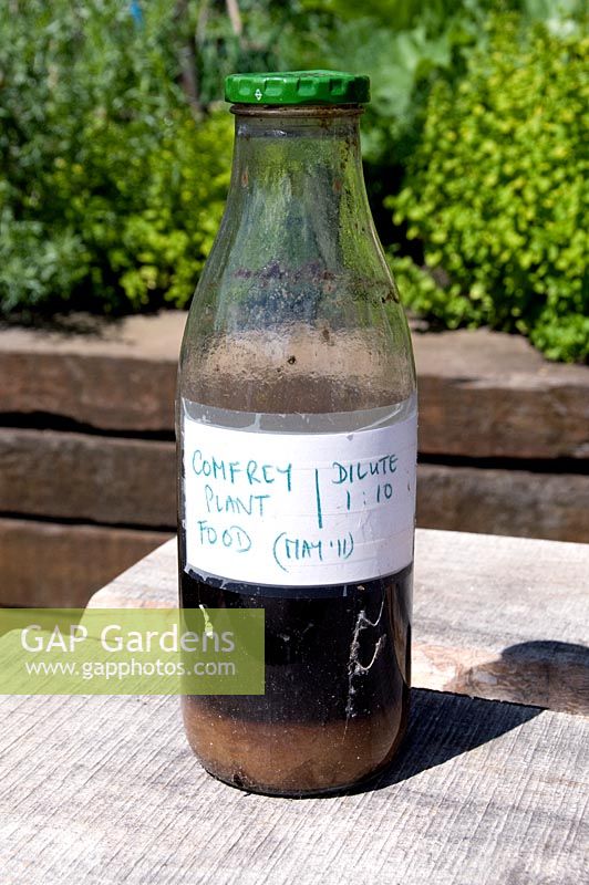 Symphytum x uplandicum - Comfrey plant food in a bottle labeled dilute 1 -10. King Henry's Walk Garden, London Borough of Islington