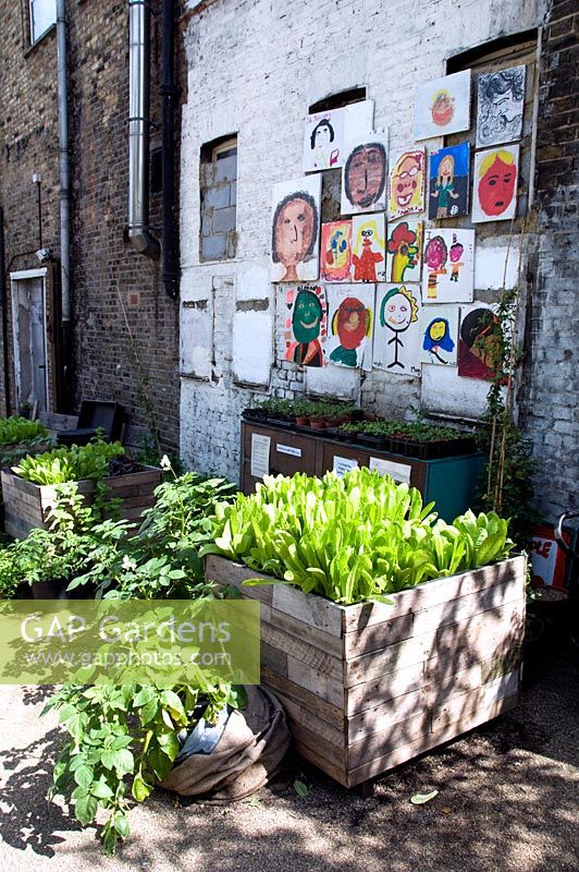 Lettuces growing in large wooden planter with other vegetables behind and potatoes in a bag and children's paintings on old white painted wall - Dalston Eastern Curve Garden, an urban community garden in the London Borough of Hackney
