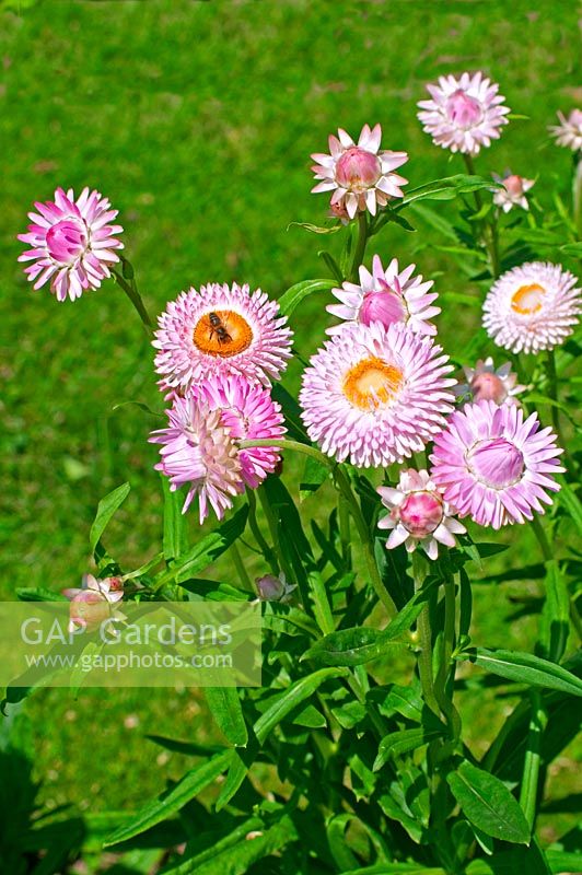 Bracteantha