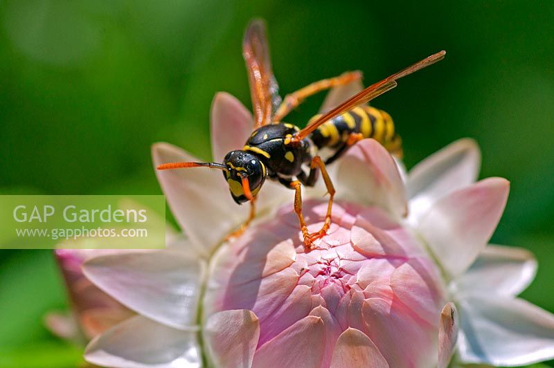 Wasp on a Bracteantha flower